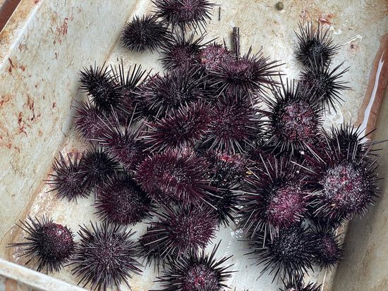 ウニ EA10E545-B063-4621-B53D-B016172AC35F