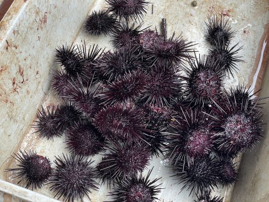 ウニ割り＆ウニ丼づくり体験　ウニを割って、ウニ丼して昼食に！＜6～8月／宇久島＞ by 宇久町観光協会