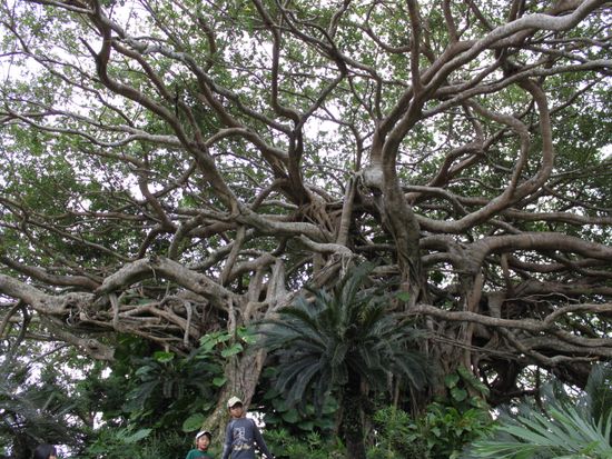 阿権集落(200年ガジュマル)