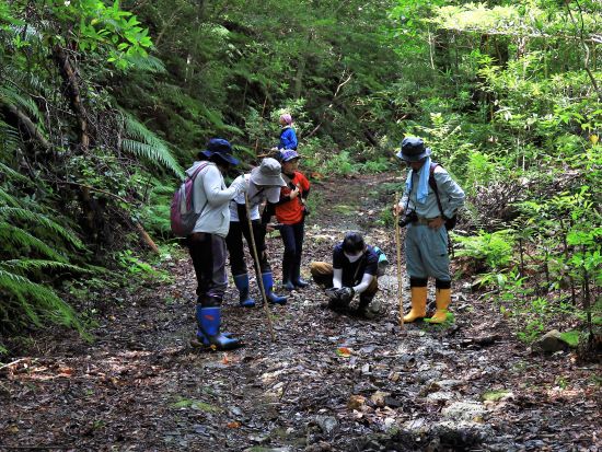 世界自然遺産の森あるき エコツアーガイド同行でないと立ち入ることのできない貴重な森を探検＜環境保全への貢献活動付き／半日＞ by NPO法人徳之島虹の会