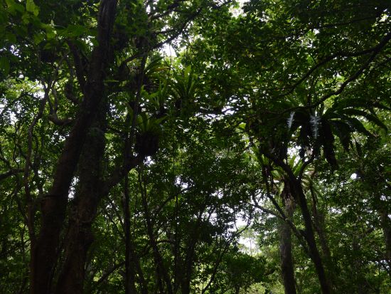 世界自然遺産の森あるき エコツアーガイド同行でないと立ち入ることのできない貴重な森を探検＜環境保全への貢献活動付き／半日＞ by NPO法人徳之島虹の会