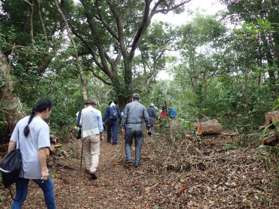 世界自然遺産の森あるき エコツアーガイド同行でないと立ち入ることのできない貴重な森を探検＜環境保全への貢献活動付き／半日＞ by NPO法人徳之島虹の会