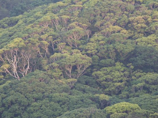 春霞の中のスダジイの森