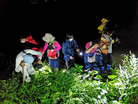 世界自然遺産の森ナイトハイクツアー 希少な小さい両生類・爬虫類・昆虫を歩いて探そう！＜1日1組限定 ＞ by NPO法人徳之島虹の会 
