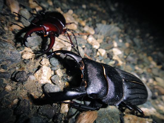 世界自然遺産の森ナイトハイクツアー 希少な小さい両生類・爬虫類・昆虫を歩いて探そう！＜1日1組限定 ＞ by NPO法人徳之島虹の会 