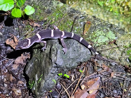 世界自然遺産の森ナイトハイクツアー 希少な小さい両生類・爬虫類・昆虫を歩いて探そう！＜1日1組限定 ＞ by NPO法人徳之島虹の会 