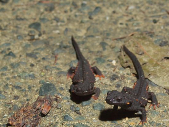 世界自然遺産の森ナイトハイクツアー 希少な小さい両生類・爬虫類・昆虫を歩いて探そう！＜1日1組限定 ＞ by NPO法人徳之島虹の会 