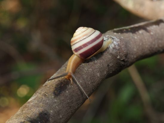 トクノシマヤマタカマイマイ春夏秋冬