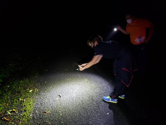 クロウサギを探そう 世界自然遺産の森ナイトツアー＜1日1組限定 ／平日のみ＞ by NPO法人徳之島虹の会 