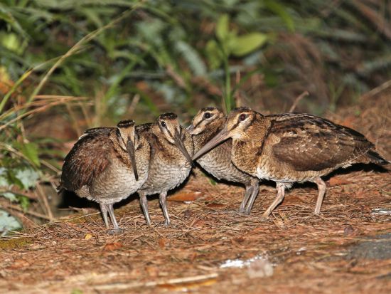 クロウサギを探そう 世界自然遺産の森ナイトツアー＜1日1組限定 ／平日のみ＞ by NPO法人徳之島虹の会 