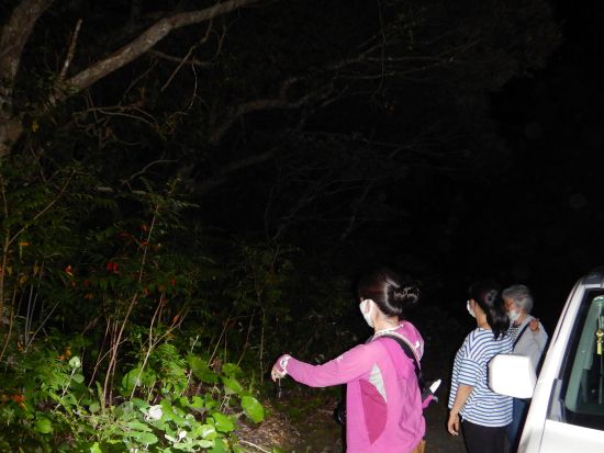 クロウサギを探そう 世界自然遺産の森ナイトツアー＜1日1組限定 ／平日のみ＞ by NPO法人徳之島虹の会 