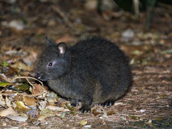 クロウサギを探そう 世界自然遺産の森ナイトツアー＜1日1組限定 ／平日のみ＞ by NPO法人徳之島虹の会 