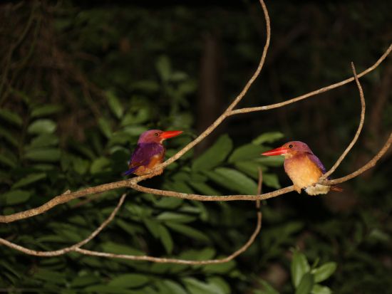 クロウサギを探そう 世界自然遺産の森ナイトツアー＜1日1組限定 ／平日のみ＞ by NPO法人徳之島虹の会 