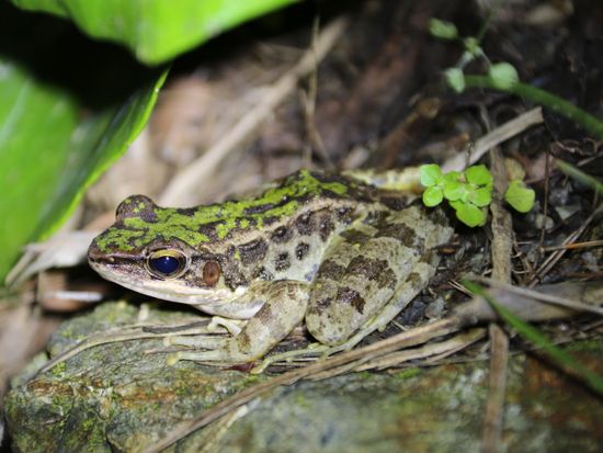 アマミハナサキガエル