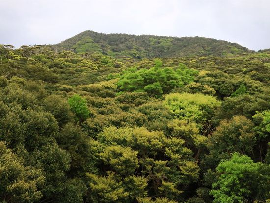 新緑のいろどり