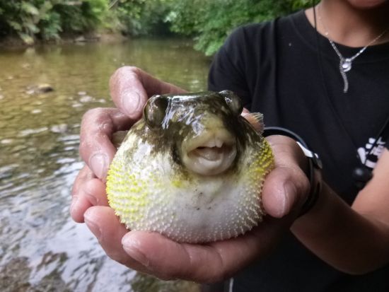 仲間川マングローブカヤックツアー　カヤック初心者も大歓迎！お手軽に半日で体験しよう＜午前または午後／大原港または東部地区ホテル無料送迎／西表島＞