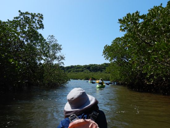 仲間川マングローブカヤック+トレッキングツアー　川遊びもしてリフレッシュ！＜1日／昼食付き／大原港または東部地区ホテル無料送迎／西表島＞