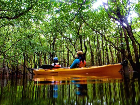 仲間川マングローブカヤックツアー　カヤック初心者も大歓迎！お手軽に半日で体験しよう＜午前または午後／大原港または東部地区ホテル無料送迎／西表島＞