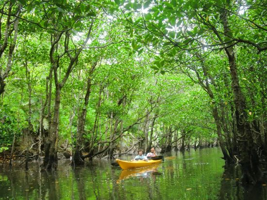 仲間川マングローブカヤックツアー　カヤック初心者も大歓迎！お手軽に半日で体験しよう＜午前または午後／大原港または東部地区ホテル無料送迎／西表島＞