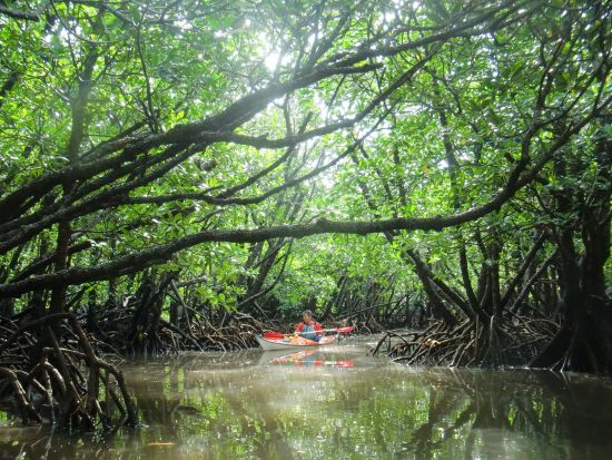 仲間川マングローブカヤック+トレッキングツアー　川遊びもしてリフレッシュ！＜1日／昼食付き／大原港または東部地区ホテル無料送迎／西表島＞