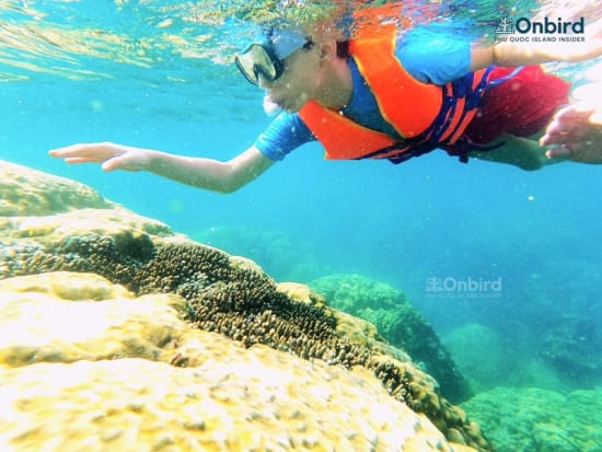 Kid snorkel around a stony coral (2)