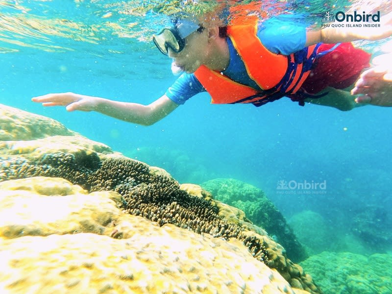 Kid snorkel around a stony coral (2)