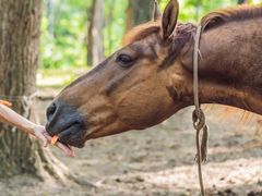 石狩 海辺の乗馬体験　ビーチ沿いを馬に乗り歩く感動体験！フロンテア乗馬クラブでのレッスン＆日本海砂浜ホースライド＜4～11月／送迎付／札幌発＞