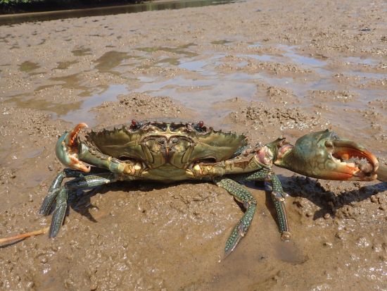 仲間川マングローブカヤックサンセットツアー　宿泊しているからこそ見ることのできる景色を満喫！＜大原港・大富漁港・東部地区ホテル無料送迎／西表島＞