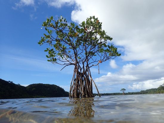 仲間川マングローブカヤックサンセットツアー　宿泊しているからこそ見ることのできる景色を満喫！＜大原港・大富漁港・東部地区ホテル無料送迎／西表島＞