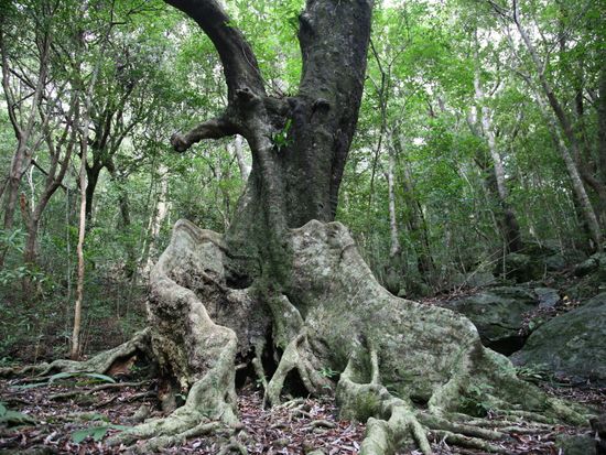 オキナワウラジロガシ板根
