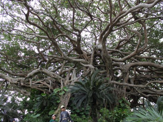 長寿と子宝の島 集落散歩ツアー 地元の方と交流し里の魅力を発見 ＜環境保全への貢献活動付き／半日＞ by NPO法人徳之島虹の会