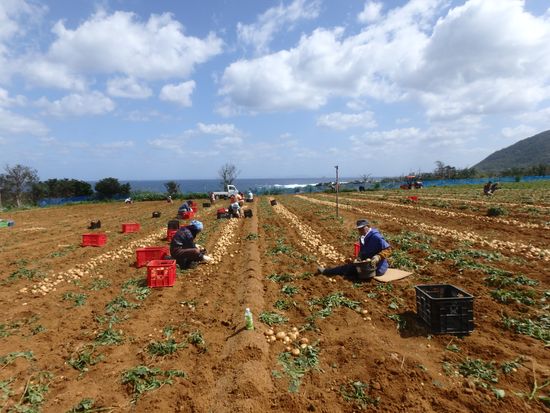 ばれいしょ収穫体験③