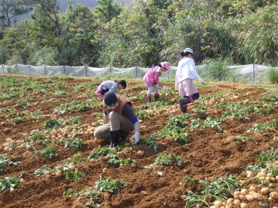 徳之島を支える農作業を通して島の暮らしを体験！ 地元の方と触れ合い交流も＜環境保全への貢献活動付き／半日＞ by NPO法人徳之島虹の会