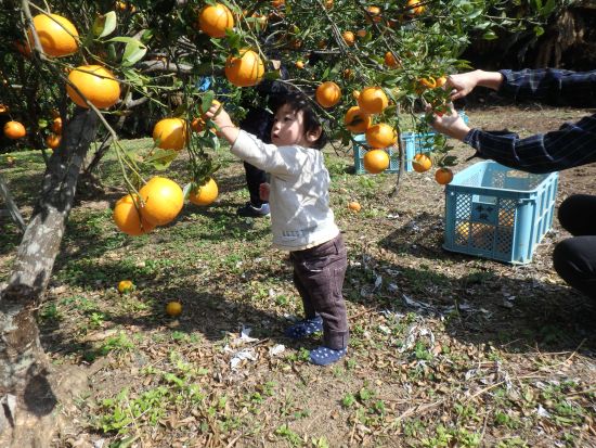 徳之島を支える農作業を通して島の暮らしを体験！ 地元の方と触れ合い交流も＜環境保全への貢献活動付き／半日＞ by NPO法人徳之島虹の会