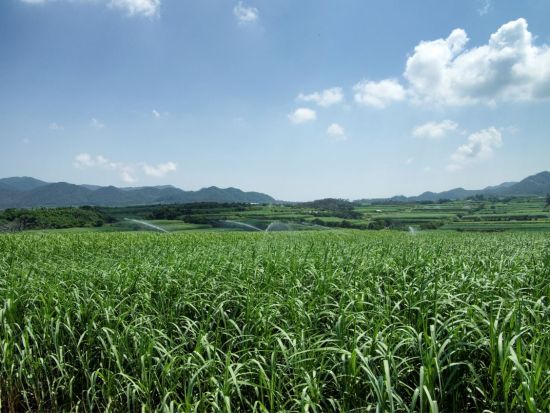 徳之島を支える農作業を通して島の暮らしを体験！ 地元の方と触れ合い交流も＜環境保全への貢献活動付き／半日＞ by NPO法人徳之島虹の会