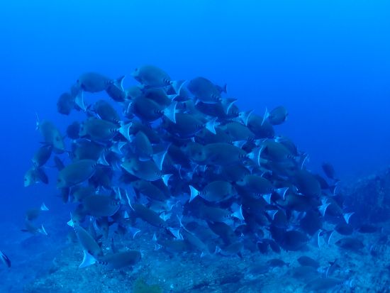 ファンダイビング ボートまたはビーチの半日ツアー by 屋久島ダイビングガイド夢心地