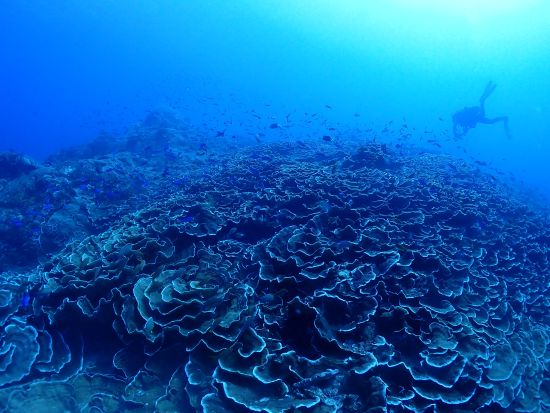 ファンダイビング ボートまたはビーチの半日ツアー by 屋久島ダイビングガイド夢心地