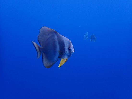 ファンダイビング ボートまたはビーチの半日ツアー by 屋久島ダイビングガイド夢心地