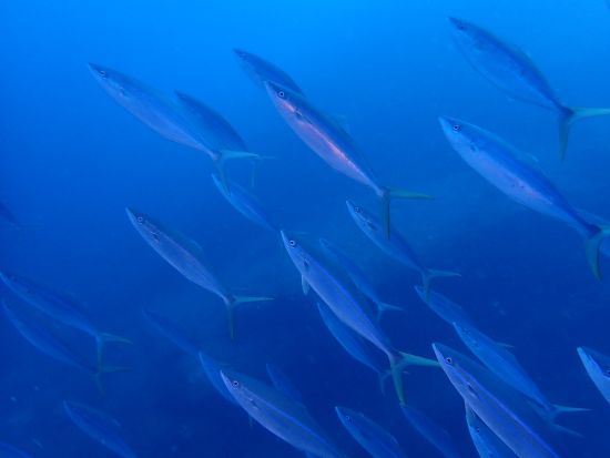 ファンダイビング ボートまたはビーチの半日ツアー by 屋久島ダイビングガイド夢心地