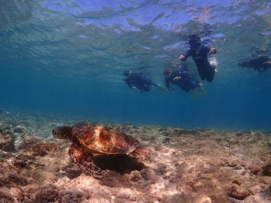 【初心者専門店】が案内する【シュノーケリング】屋久島の海でウミガメと一緒に泳ごう♪専用施設＆駐車場、更衣室＆温水シャワー有り♪by夢心地