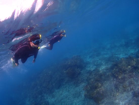 【初心者専門店】が案内する【シュノーケリング】屋久島の海でウミガメと一緒に泳ごう♪専用施設＆駐車場、更衣室＆温水シャワー有り♪by夢心地