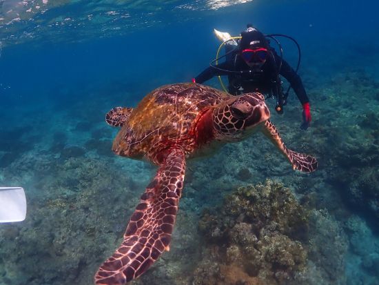 【初心者専門店】が案内する【シュノーケリング】屋久島の海でウミガメと一緒に泳ごう♪専用施設＆駐車場、更衣室＆温水シャワー有り♪by夢心地