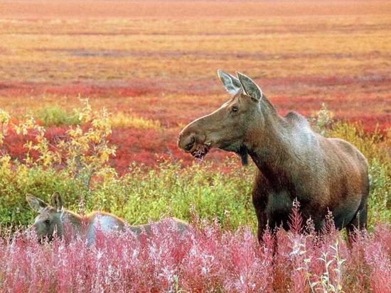 DSCF7111_ヘラジカの親子=MakieiKawauchi=NatureImage=Alaska-