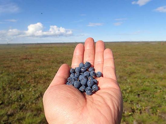 野生のブルーベリー摘み＝北極圏８月=P8161104=800=NatureImage