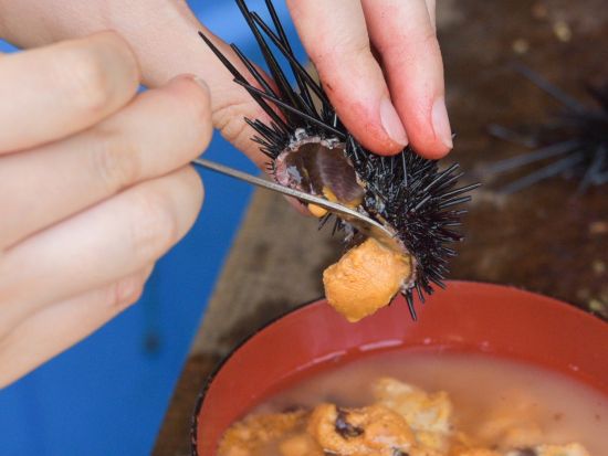 ウニ割り＆ウニ丼づくり体験　ウニを割って、ウニ丼して昼食に！＜6～8月／宇久島＞ by 宇久町観光協会