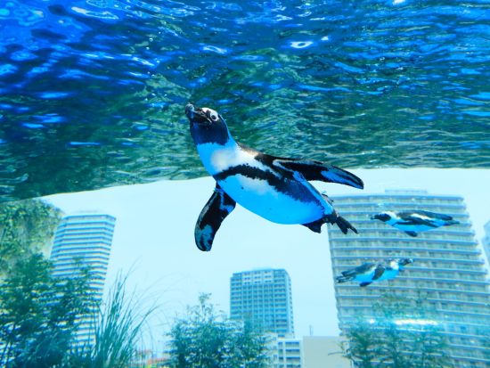 サンシャイン水族館＋サンシャイン60展望台 てんぼうパーク 入場チケット 事前予約