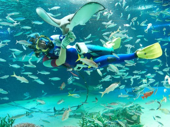 サンシャイン水族館＋サンシャイン60展望台 てんぼうパーク 入場チケット 事前予約