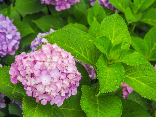 Japan_Mie_赤塚植物園_pixta_82066370_M