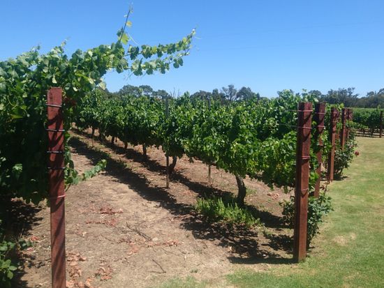 Swanvalley_Sittella2