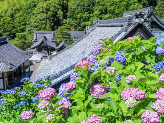京都バスツアー 楊谷寺＋光明寺＋善峯寺 京都・西山三山の青もみじとアジサイを楽しむ（6/1～29）＜昼食付／京都駅発＞by おこしバス（京都定期観光バス）